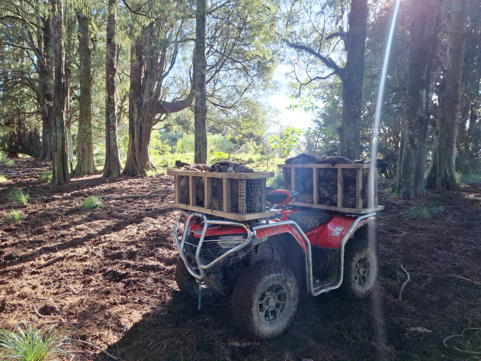 A day's possum catch loaded up