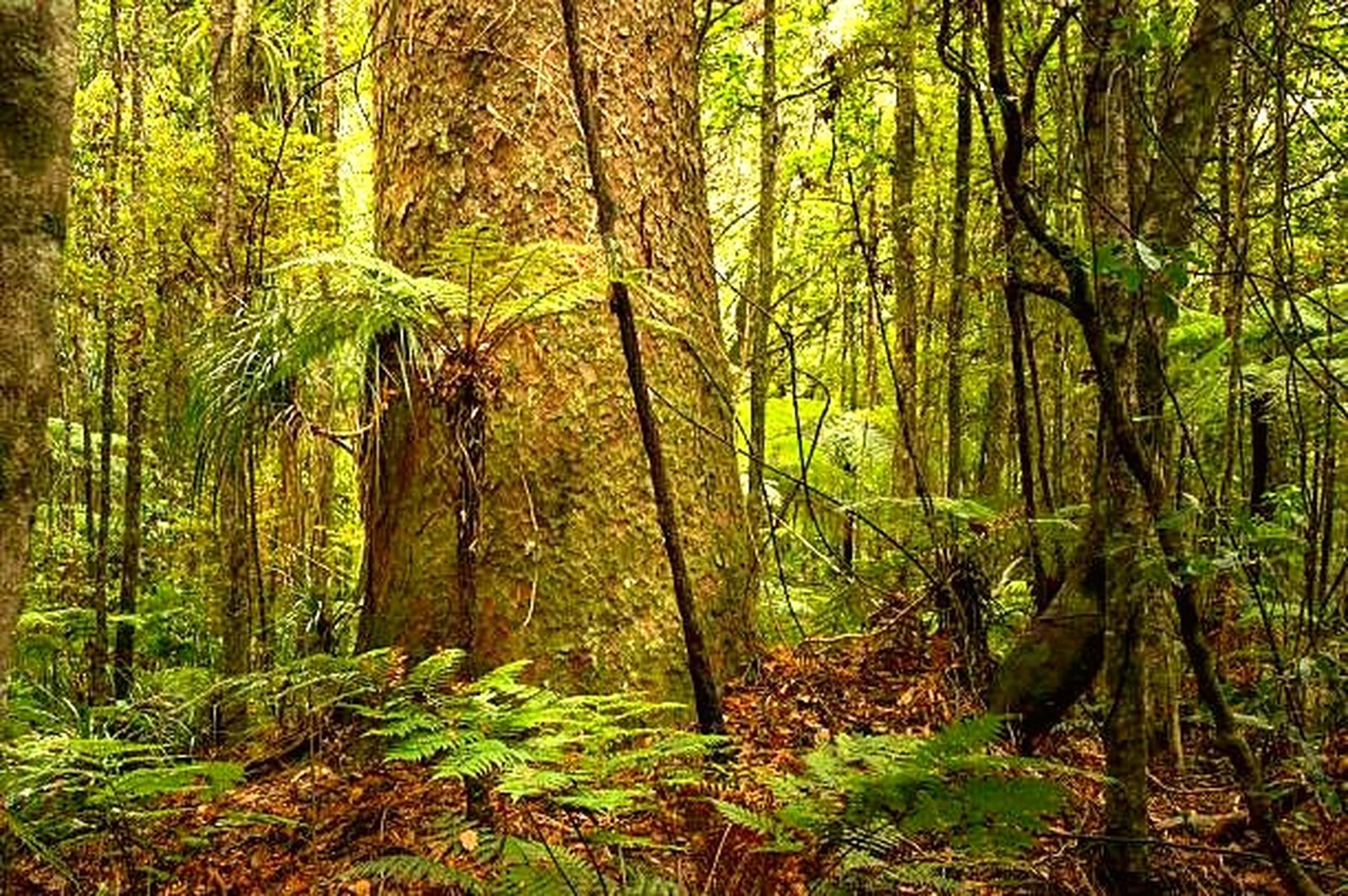 New Zealand native bush
